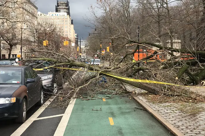 A photo of a tree down in Prospect Park